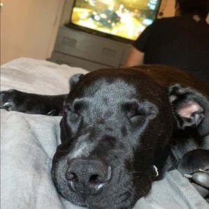 Meet your Posher, Sophia